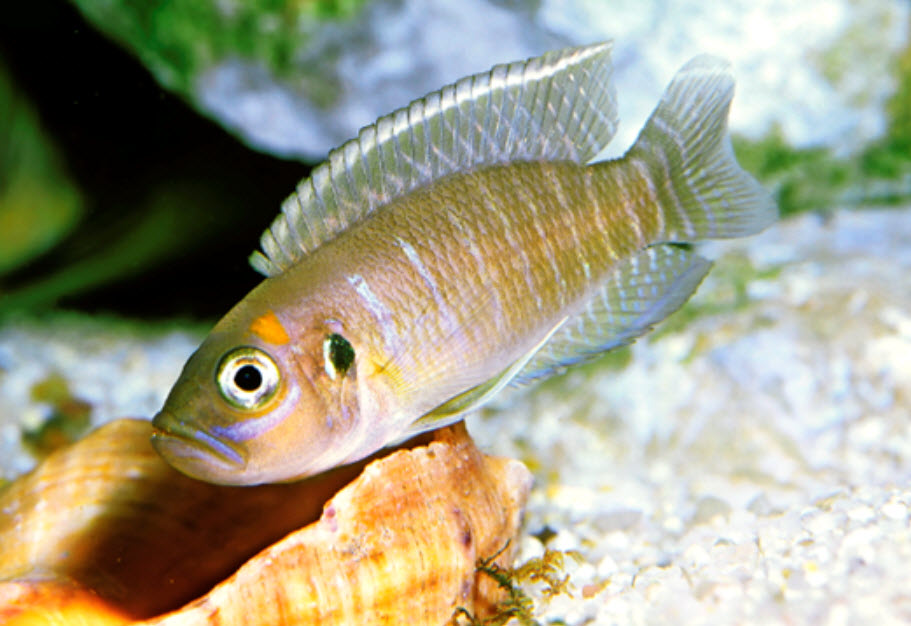 Neolamprologus brevis Shellie