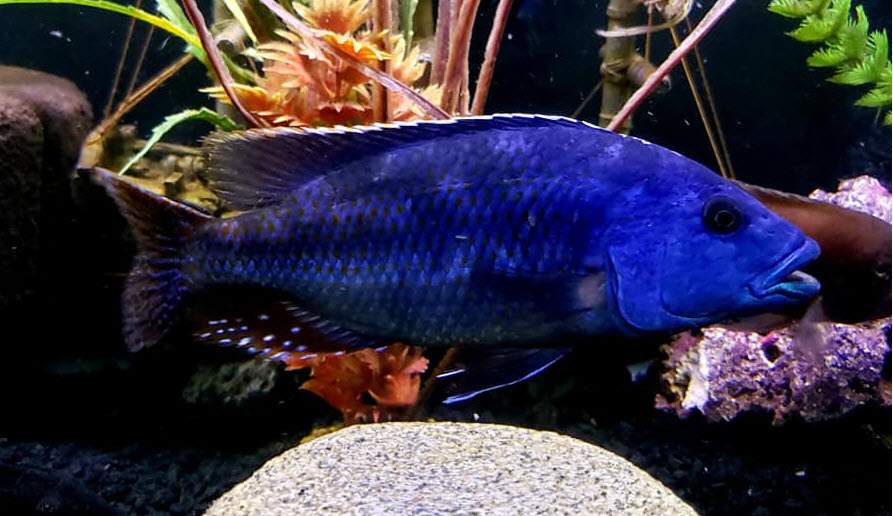 Nimbochromis fuscotaeniatus