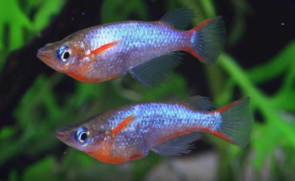 Oryzias woworae Daisy's Blue Ricefish