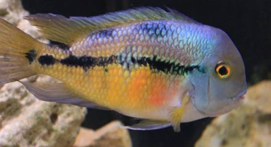 Parachromis nicarguensis