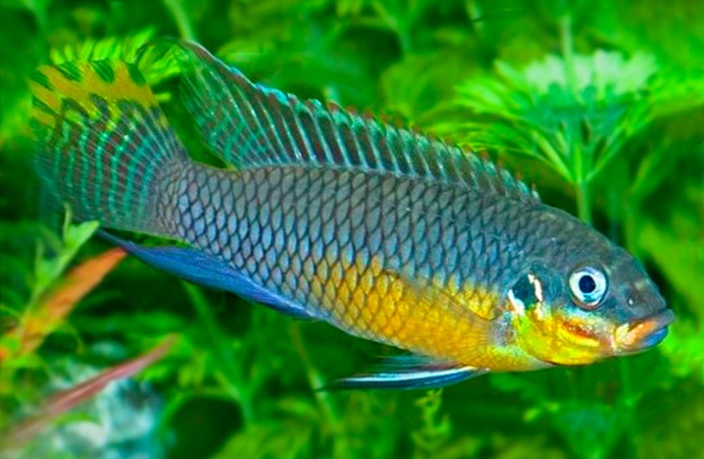 Pelvicachromis taeniatus Nigeria Green