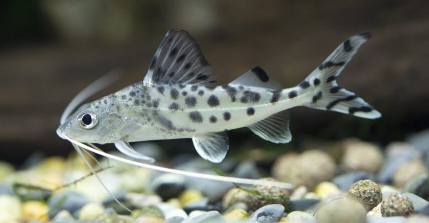 Pimelodus pictus Pictus Catfish
