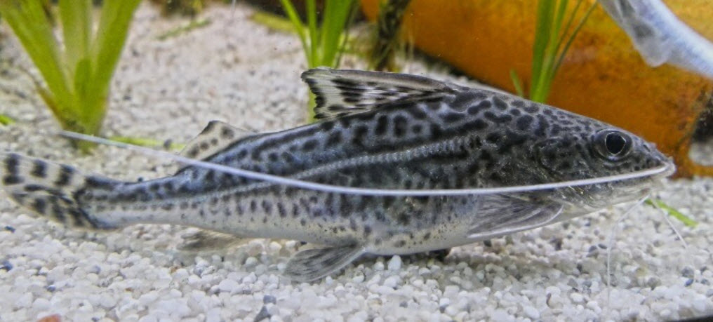 Pimelodus pictus Pictus catfish
