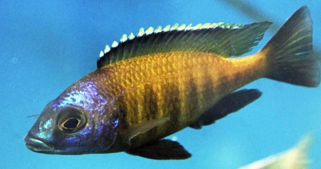 Placidochromis electra Superior Mandalawi