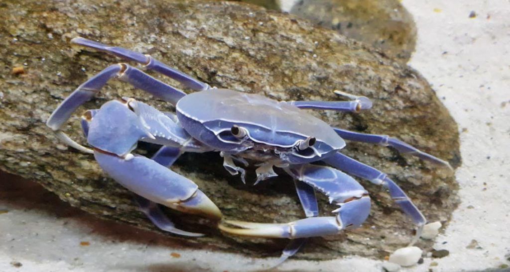 Potamonautes lirrangensis Malawi Blue Crabs