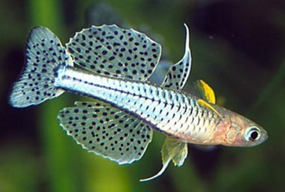 Pseudomugil gertrudae Gertrudes Blue-eyed Rainbowfish