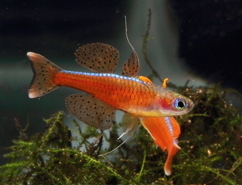 Pseudomugil luminatus Red Blue-eyed Rainbowfish