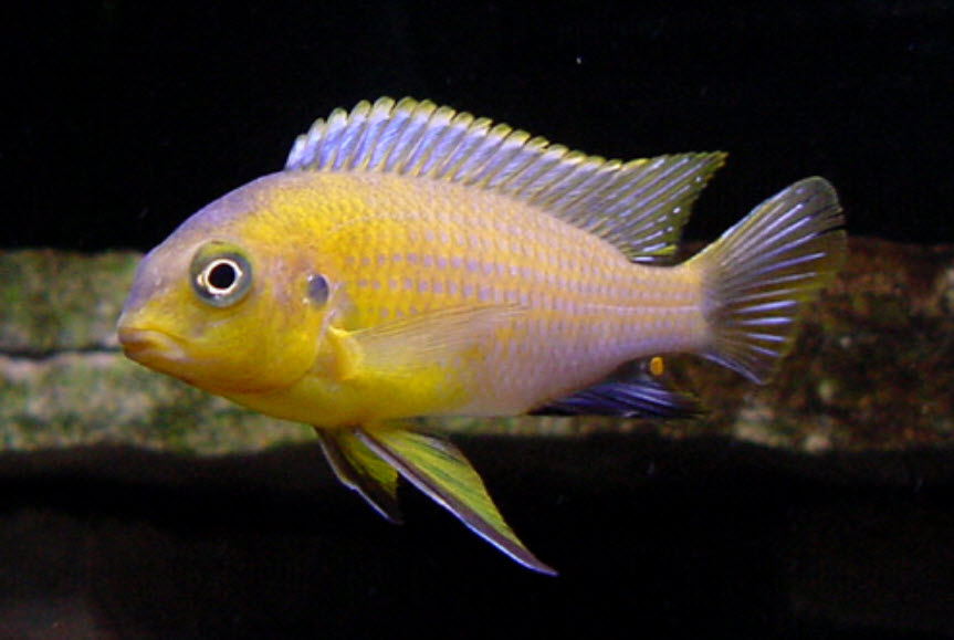 Pseudotropheus tropheops Yellow Chin