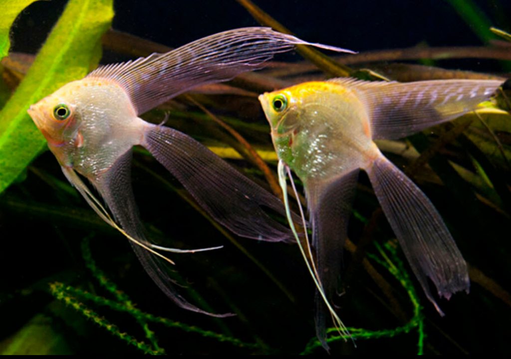 Pterophyllum scalare Gold Longfin Angelfish