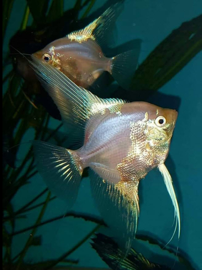 Pterophyllum scalare Golden Blushing Paraiba Angelfish