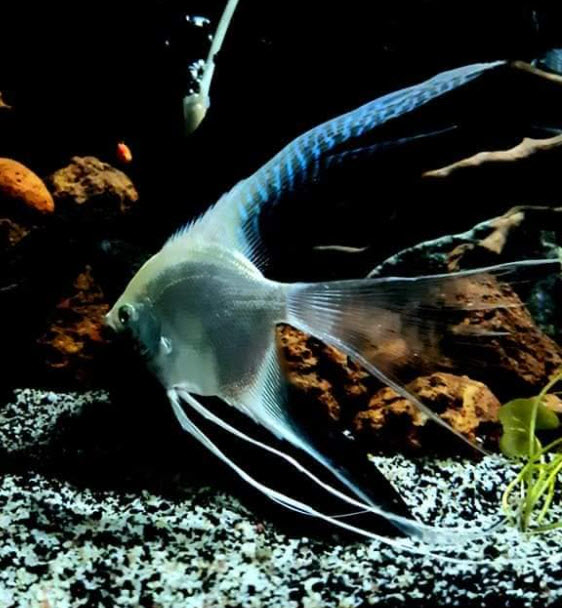 Pterophyllum scalare Veiltail Platinum Angelfish