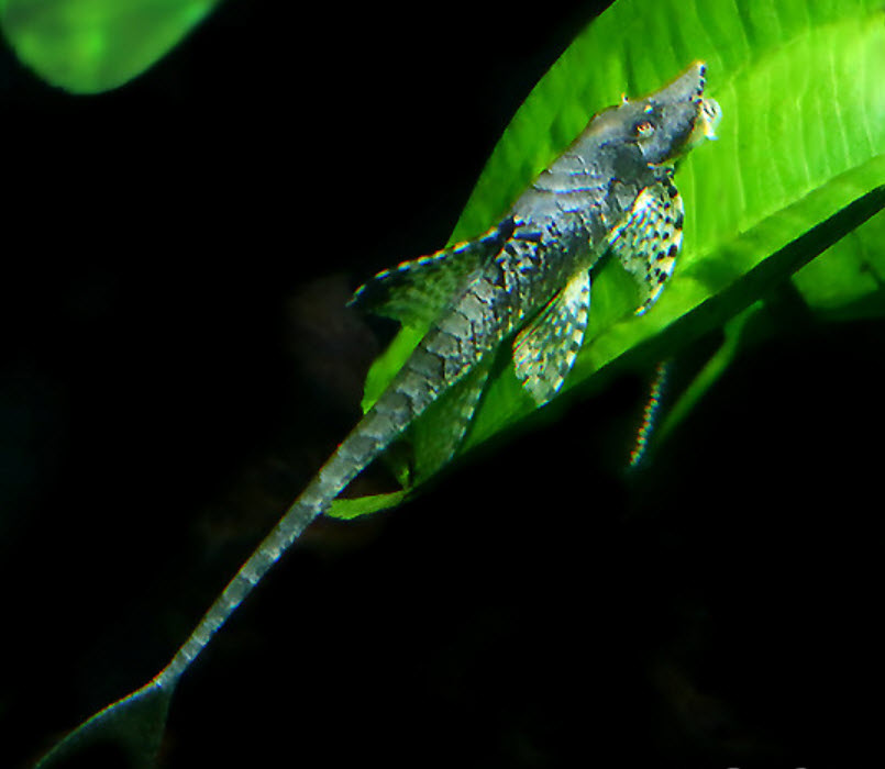 Rineloricaria parva Whiptail Catfish