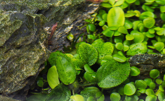 Spot Algae