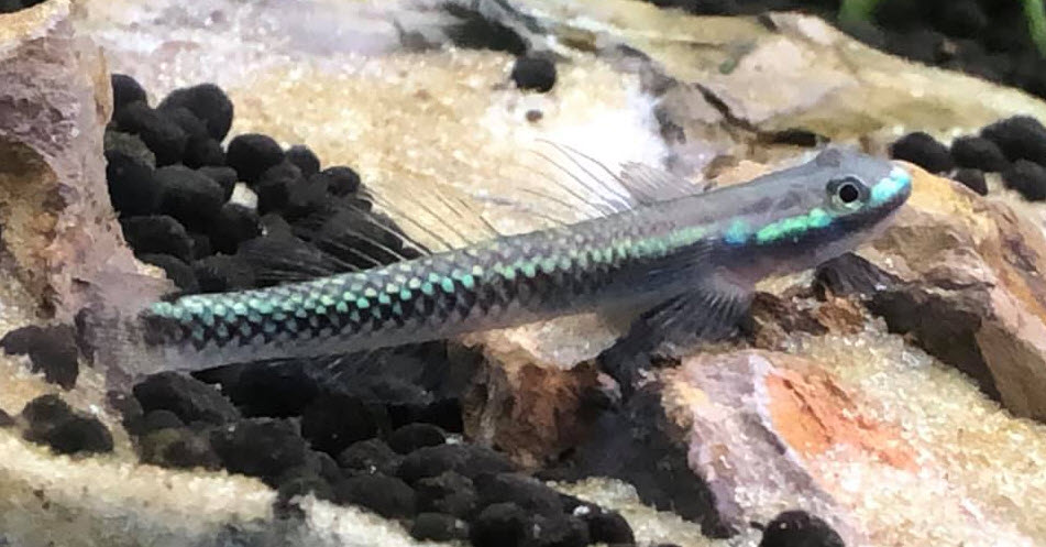 Stiphodon atropurpureus Neon Blue River Goby