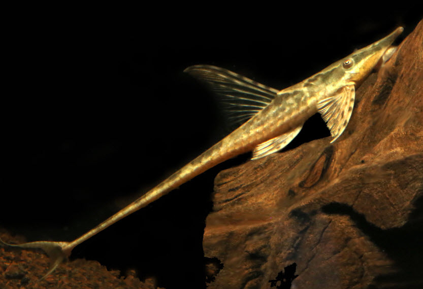 Sturisoma panamense Royal Whiptail Catfish
