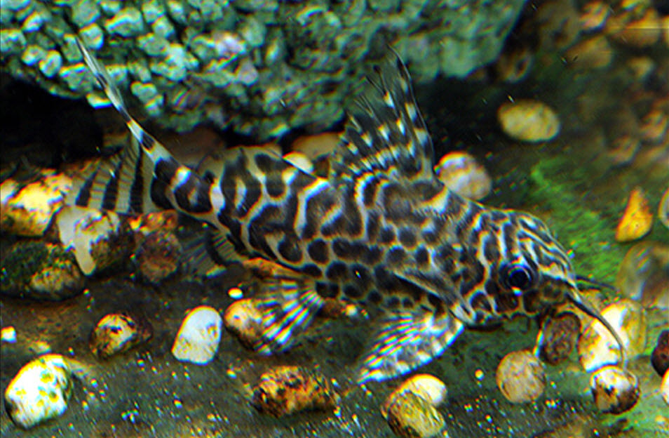 Synodontis eupterus Featherfin Squeeker Catfish