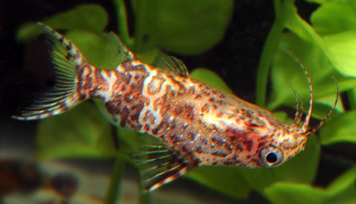 Synodontis nigriventris Upside Down Catfish