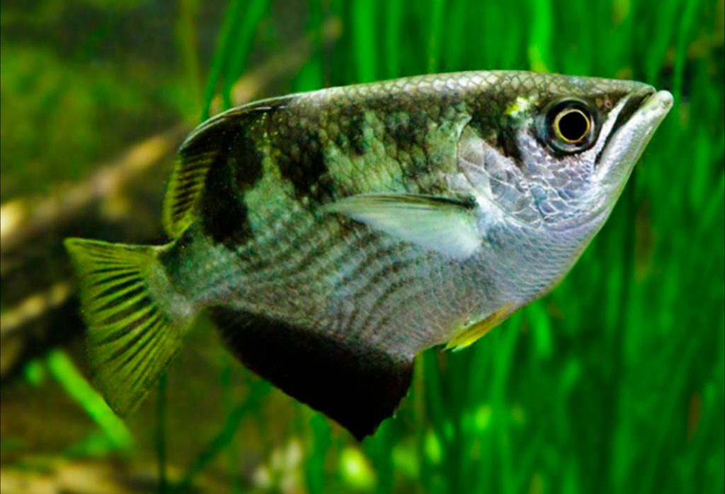Toxotes jaculatrix Archer Fish