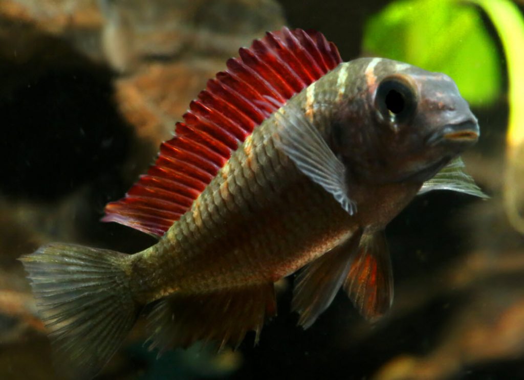 Tropheus moorii Red Moliro