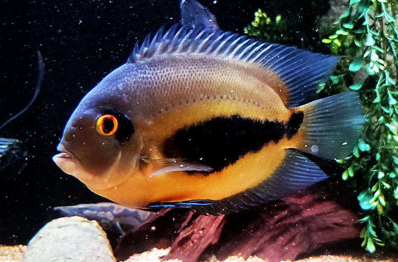 Uaru amphiacanthoides Uaru Cichlid