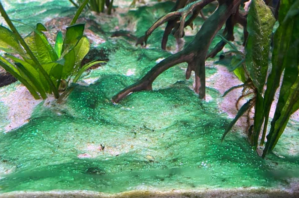 Cyanobacteria or "blue green algae"