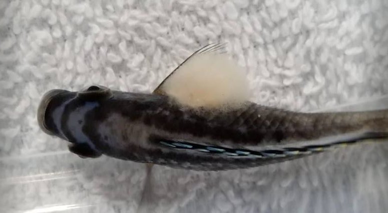 Saprolegnia or "Fungus" on a fish