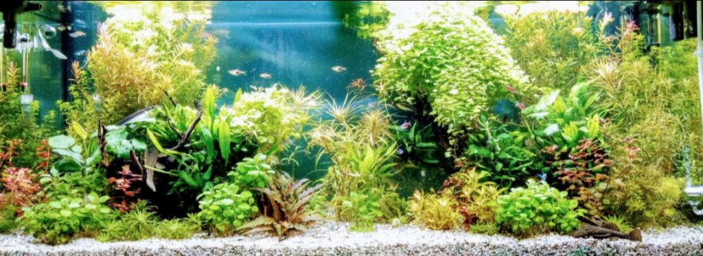 15.7. Substrates for the Planted Aquarium