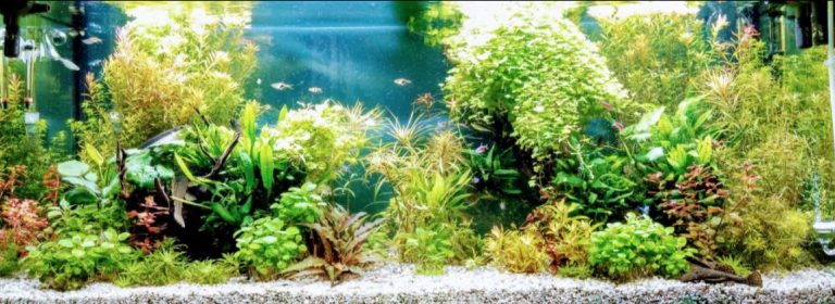 Substrates for a Planted Aquarium