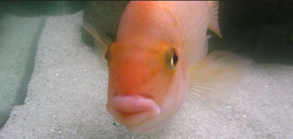 10.3.3. Duck Lips in Aquarium Fish