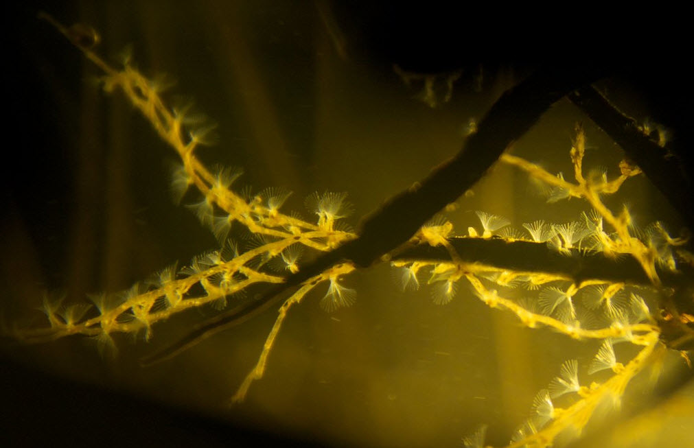 Freshwater bryozoan