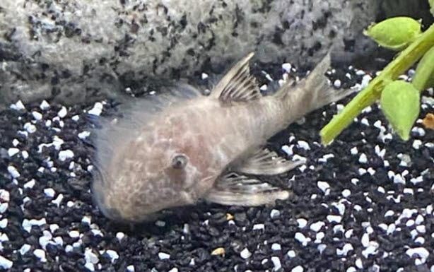 water mold on a dead fish