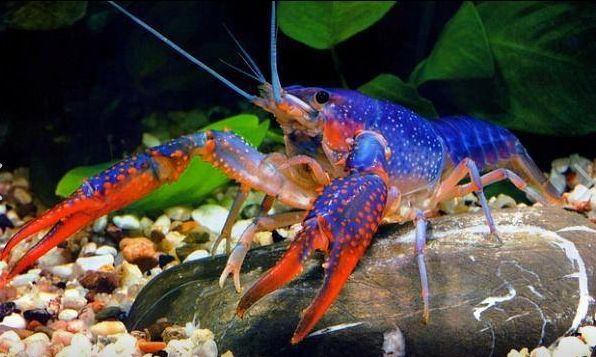Red and Blue Crawfish