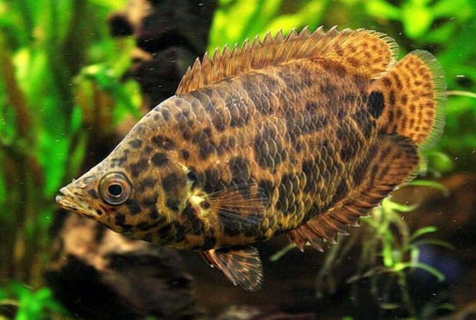 Ctenopoma acutirostre Leopardfish