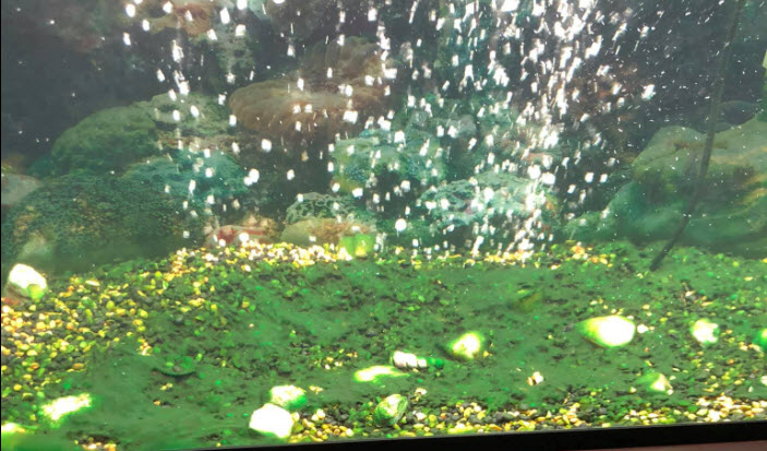 Probably Cyanobacteria in the Aquarium