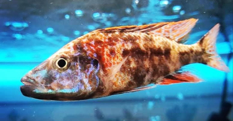 Dimidiochromis compressiceps OB Malawi Eyebiter