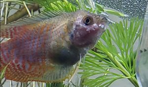 10.15. Dwarf Gourami Disease