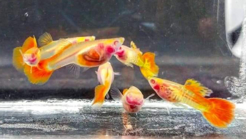 Glass Belly Guppies
