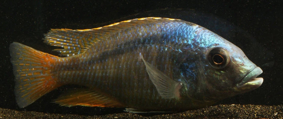 Mylochromis anaphyrmus