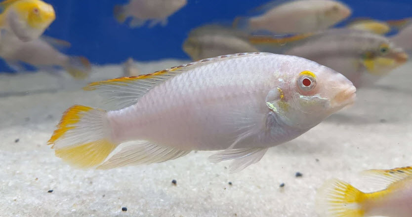 Albino Pelvacachromis pulcher