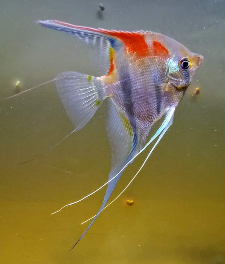 Pterophyllum scalare Rio Red Back Angelfish