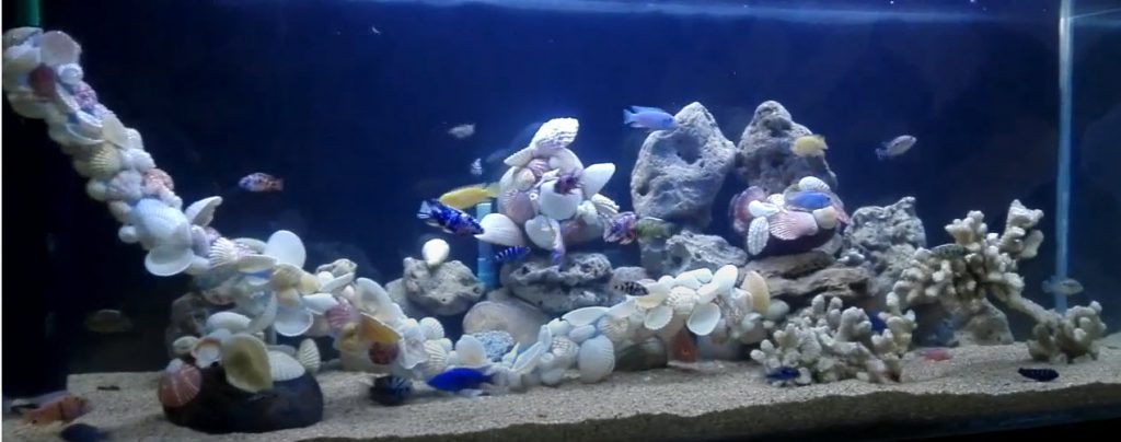 Seashells and Coral in an Aquarium