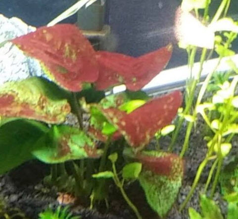 Red algae in freshwater sales fish tank