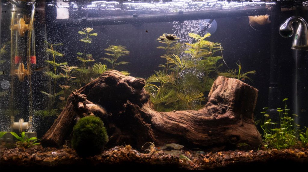 Wood in an Aquarium