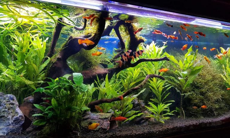 Recommendations for a Planted Aquarium