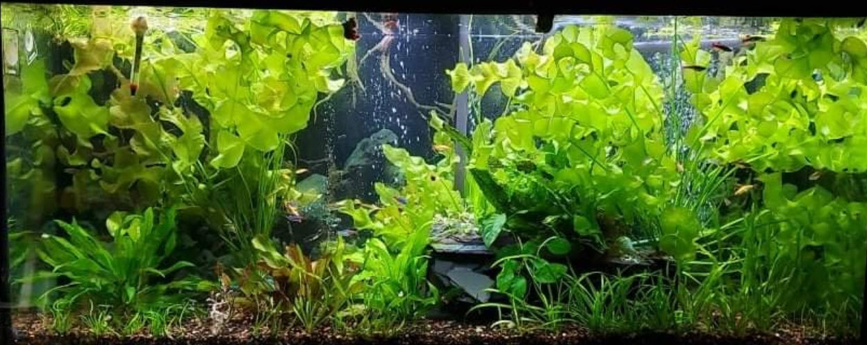 Planted Aquarium