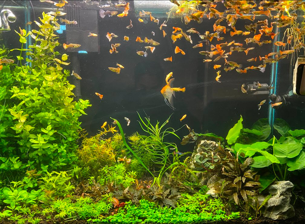 Aquarium with plants and lots of small fish