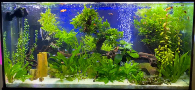 8 Month Old Planted Aquarium