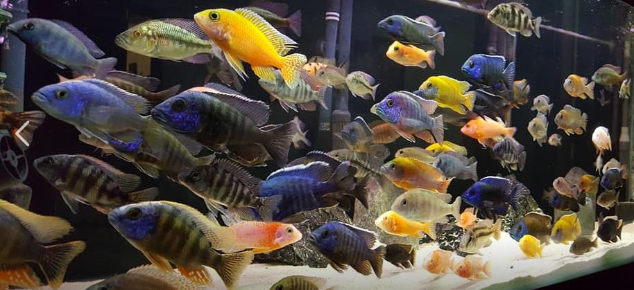 Heavily Stocked Aquarium