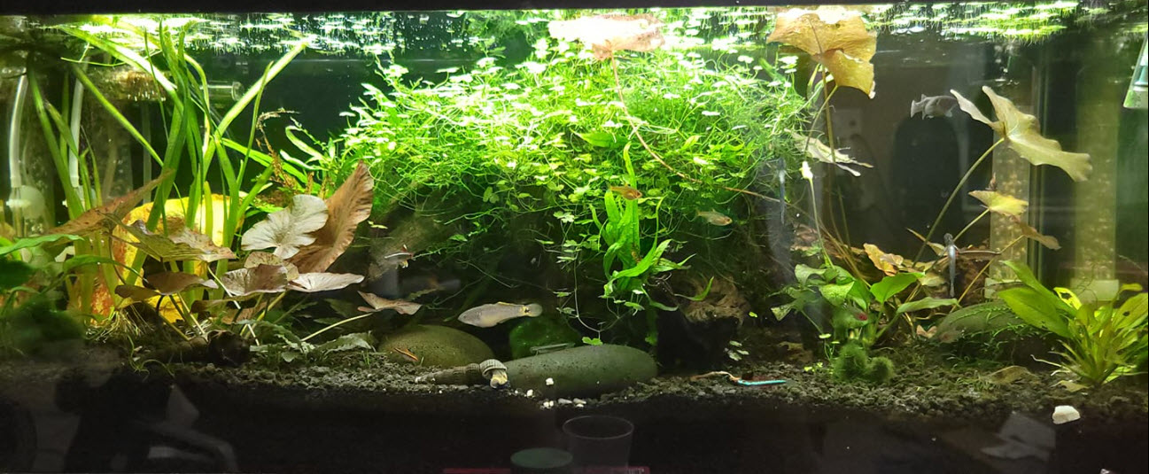 An Aquarium with an Under-gravel Filter