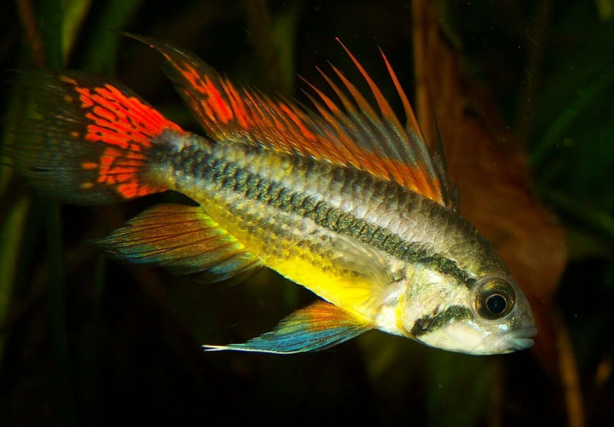 Apistogramma cacatuoides Cockatoo Cichlid